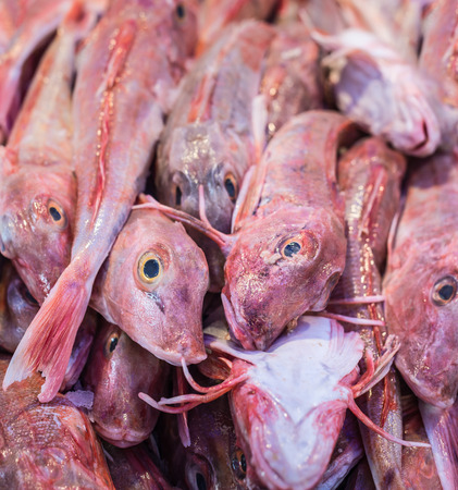 box of red gurnard in a Dutch market