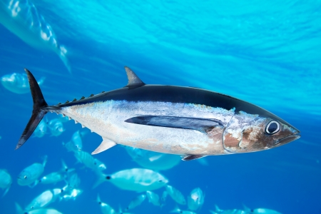 An albacore (Thunnus alalunga)